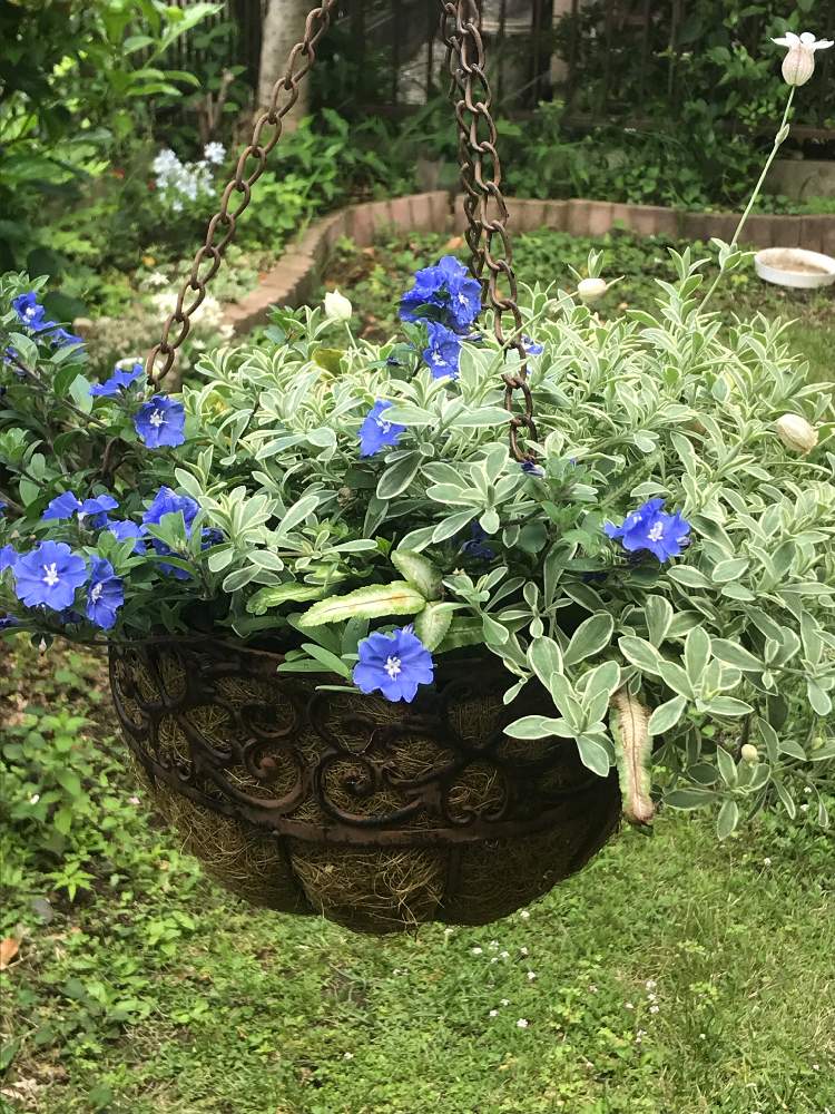 アメリカンブルーの投稿画像 By あきょっぱさん シレネとみどりのある暮らしとハンギングバスケットとハンキングと寄植えと花のある暮らし 19月6月29日 Greensnap グリーンスナップ