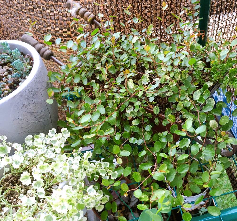 ワイヤープランツの投稿画像 By あちゃもさん 斑入りワイヤープランツとバルコニー ベランダと多肉植物と植物のある暮らしと熊本と多肉植物のある暮らしと多肉女子とgreen Up と多肉植物と植物のある暮らしと熊本と多肉植物のある暮らしと多肉女子とgreen Up 19月6月