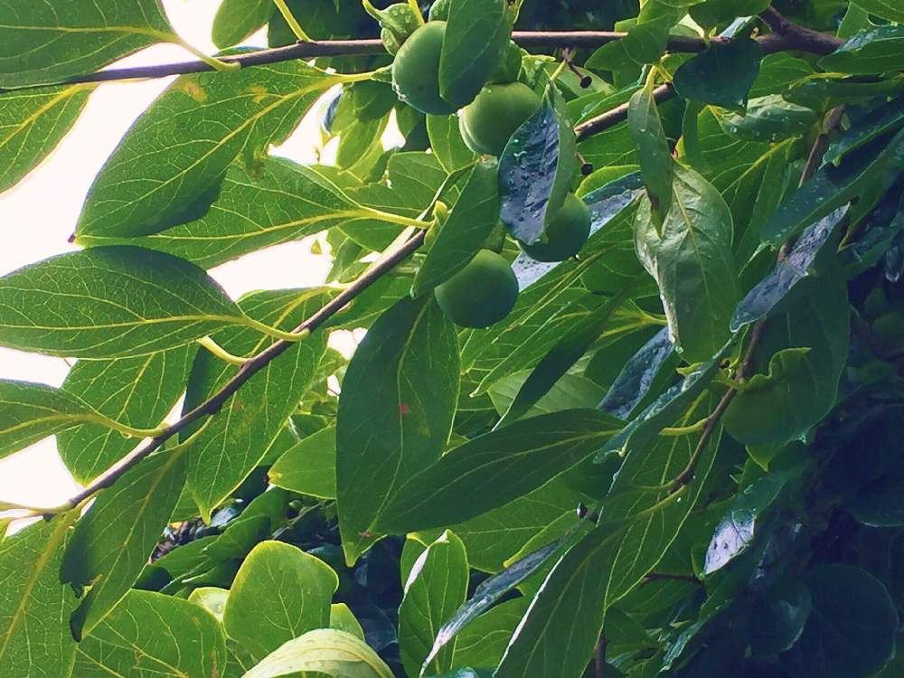 柿の木 青葉 青柿の投稿画像 By Akiさん 柿の葉 雨粒 19月6月29日 Greensnap グリーンスナップ