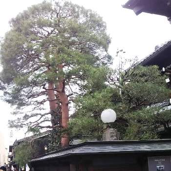 見越し