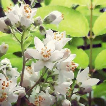 旧道庁赤れんがの投稿画像一覧 Greensnap グリーンスナップ