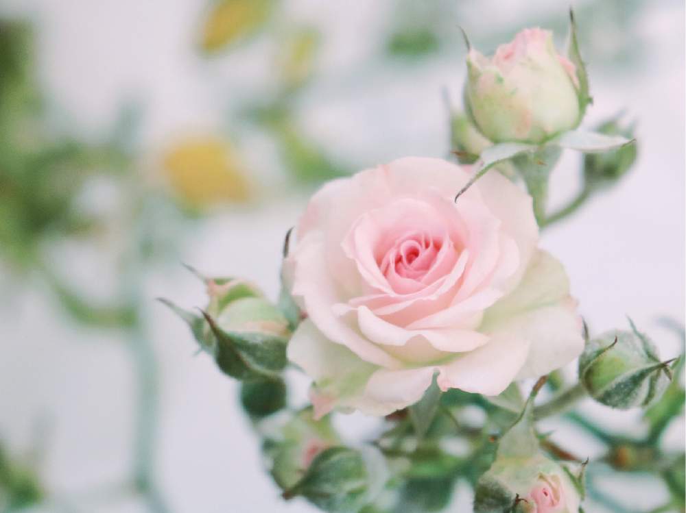 バラ ミミエデンの投稿画像 By シンシアさん ピンク ぴんく Pinkとつるバラのある庭とばら バラ 薔薇 とピンク ピンク ピンク とピンク ピンクとナチュラルインテリアとgreensnapmarcheとナチュラルスタイルとバラ ミミエデン とガーデニングと花のある暮らしと薔薇