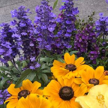 横浜元町の画像 by らりるん♪さん | アジュガとハイビスカスとルドベキアとムラサキの花と季節の花と鉢植えと横浜元町ときいろいお花
