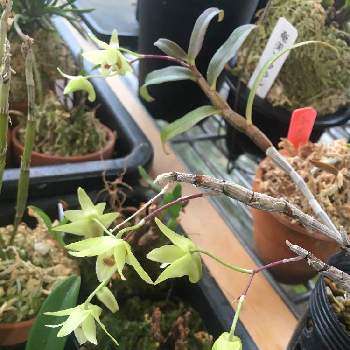 キバナノセッコクの投稿画像一覧 Greensnap グリーンスナップ