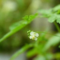 フウセンカズラ,白い花,ムクロジ科,バルコニー/ベランダの画像