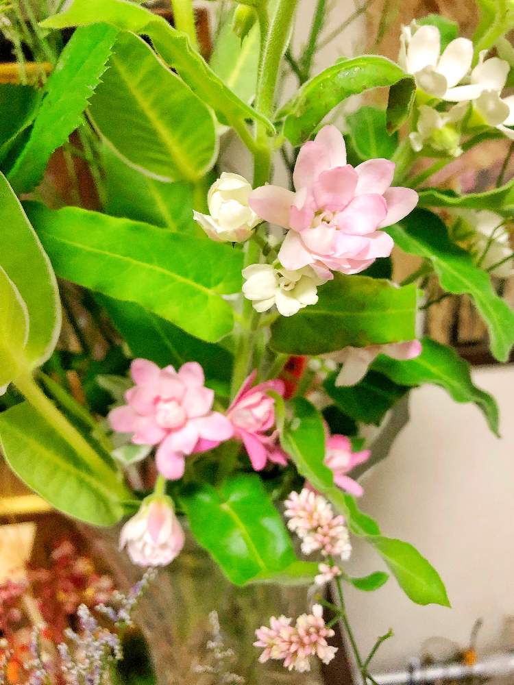 オキシペタラム ピンクスターの投稿画像 By ジーンさん 花に囲まれたいとステキな色と可愛い花と花のある生活とキレイな花と花好きと花のある暮らしと切り花 19月6月30日 Greensnap グリーンスナップ