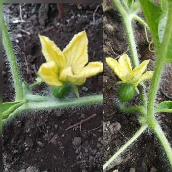 スイカ雌花の投稿画像一覧 Greensnap グリーンスナップ