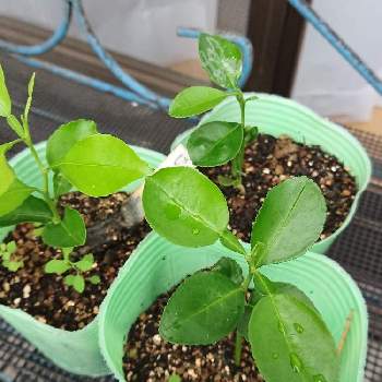 柑橘苗の投稿画像一覧 Greensnap グリーンスナップ