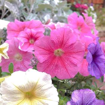 『ペチュニア』フォトコンテストの画像 by まゆっけさん | 小さな庭とペチュニアとミックス植えとムラサキの花とピンクの花と『ペチュニア』フォトコンテストとGS映えと暮らしに花をと日々の生活を丁寧に…と花のある暮らしと白い花と花が好きとやっぱり花が好き♡