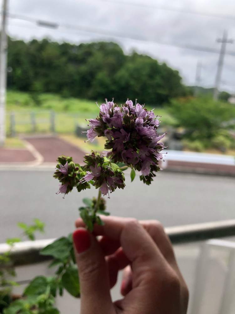 オレガノの投稿画像 By Erikoさん ハーブ オレガノとオレガノ とハーブ女子とお花とテンション 19月6月30日 Greensnap グリーンスナップ