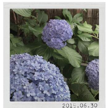 装飾花の画像 by kikuchixさん | 小さな庭とてまりてまりと『あじさい2019』フォトコンテストと半日陰と紫陽花 アジサイ あじさいと装飾花と水色の花と雨が似合う