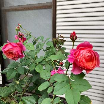 バラ ラデュレの投稿画像一覧 Greensnap グリーンスナップ