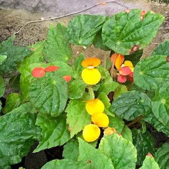 ベゴニア バターカップの投稿画像一覧 Greensnap グリーンスナップ