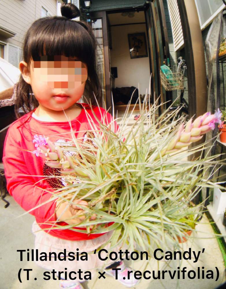 チランジアコットンキャンディの投稿画像 By ズボラgreenさん コットンキャンディーとエアープランツ とエアープランツ と100均エアープランツと クランプとチランジアコットンキャンディーとダイソーエアープランツとエアープランツ チランジアとエアープランツさん