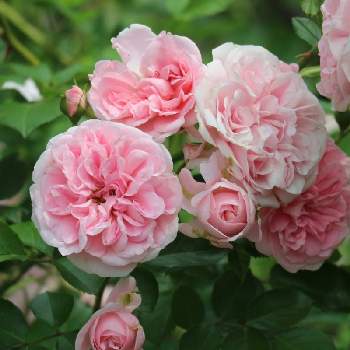 カインズバラコンテスト2019の画像 by すえちゃんさん | アプローチとバラとザ・ファウンとカインズバラコンテスト2019と花は癒しとピンクの花と薔薇を楽しむと優しい花色と花のある暮らしと薔薇♪
