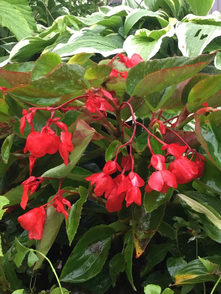 ベコニアドラゴンウィングの投稿画像 By みどさん ギボウシと赤い花と花のある暮らしとベゴニア 19月6月30日 Greensnap グリーンスナップ