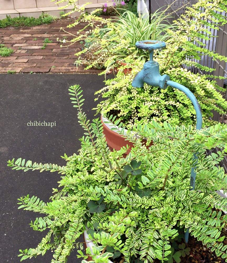 ロニセラ レモンビューティの投稿画像 By Chibichapiさん ロニセラバケッセンスゴールドとカラーリーフと植物のある暮らしとカラーリーフ大好きと植中毒とガーデニングとカラーリーフさん 19月6月30日 Greensnap グリーンスナップ