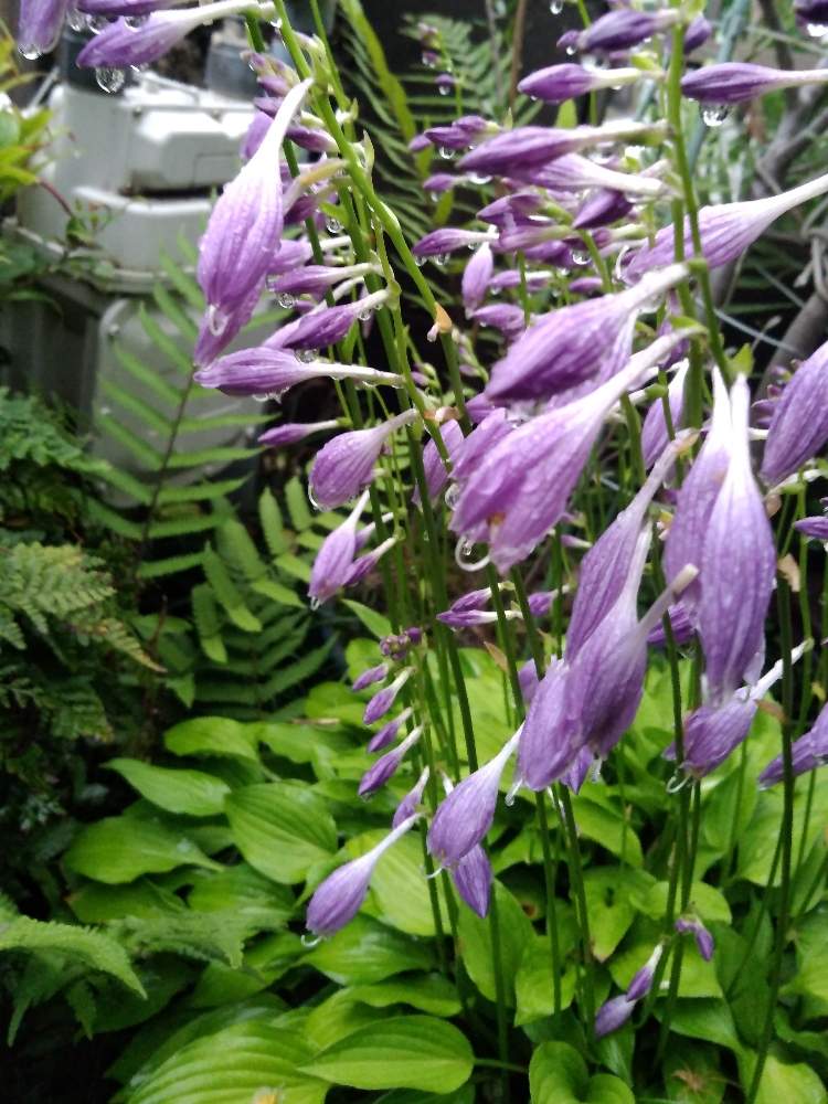 キボウシの投稿画像 By ざっき さん ムラサキの花と薄紫色の花と紫色の花と梅雨と花のある暮らしと家庭菜園奮闘日記と梅雨を楽しむ 19月6月30日 Greensnap グリーンスナップ