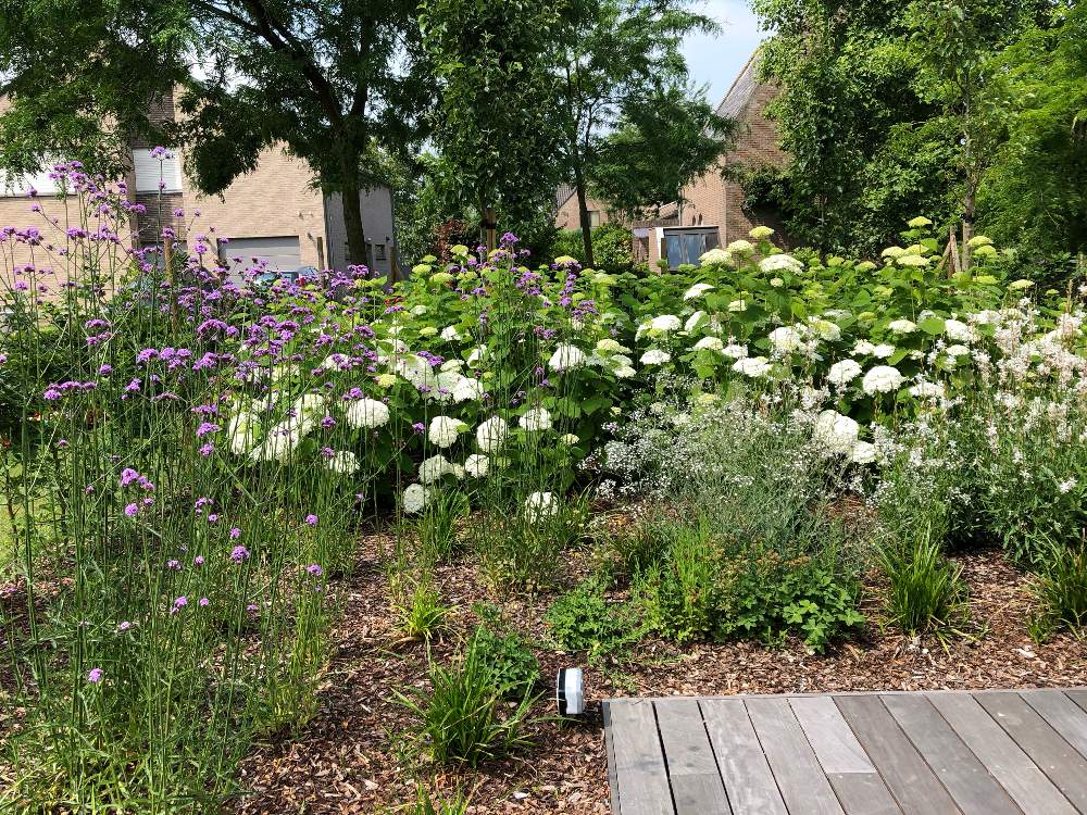 バーベナ ボナリエンシスの投稿画像 By アストランティアさん ガウラ ハクチョウソウ 白蝶草 とアジサイ インクレディボールと広い庭と花 のある暮らしと海外暮らしとベルギー暮らしと花のある暮らしと海外暮らしとベルギー暮らし 19月6月30日 Greensnap グリーン