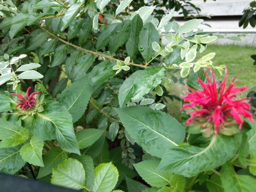 バラに合う草花の投稿画像 By はちさん ベルガモット とハーブと花のある暮らしと庭の森 19月6月30日 Greensnap グリーンスナップ