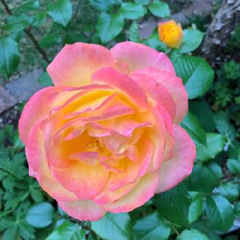 カインズバラコンテスト2019の画像 by rosa sさん | 小さな庭とつるバラ スペクトラとばら バラ 薔薇とカインズバラコンテスト2019とピンクの花と黄色い花と北海道でも越冬しますと花のある暮らしと北海道