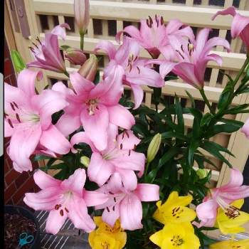 花癒しの画像 by momoさん | 今日の私の写真とユリ☆とユリ♡と鉢植えと我が家の庭と花好きと花癒し