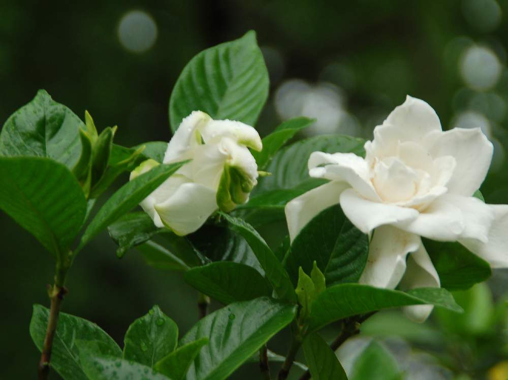 クチナシの投稿画像 By てもさん オオヤエクチナシと白い花と源氏物語 19月7月1日 Greensnap グリーンスナップ