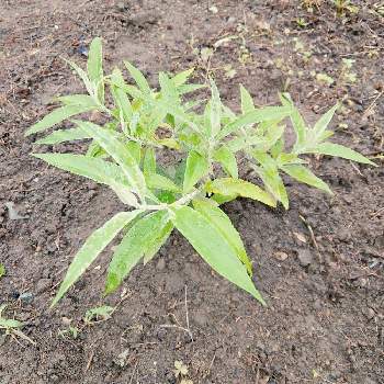 アメリカンブッシュセージの投稿画像一覧 Greensnap グリーンスナップ