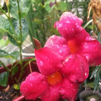 まっかなお花の画像 by ラ♡ミントさん | 小さな庭とまっかなお花とカラフル✨と梅雨に負けるな☆と꒰ღ˘◡˘ற꒱かわゅ~と花のある暮らしとGREEN UP!