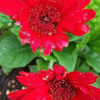 おいしいかな？の画像 by あずきさん | 小さな庭とおいしいかな？とかわいい♡と赤も素敵とほったらかしと花のある暮らし