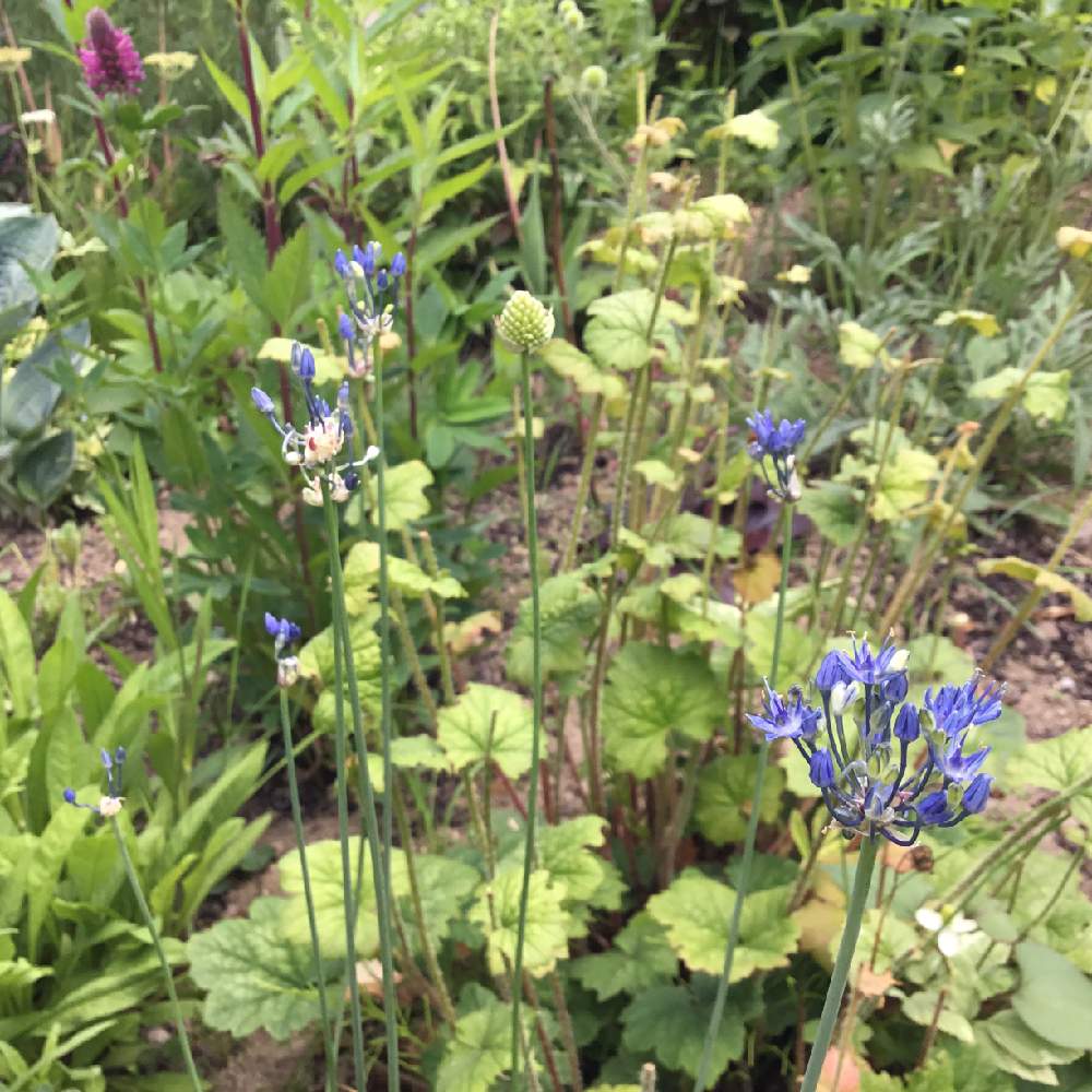 アリウムカエルレウムの投稿画像 By あおいねこさん 青い花と北海道の庭と北海道と球根植物と北国のガーデニングと咲いた 19月7月1日 Greensnap グリーンスナップ