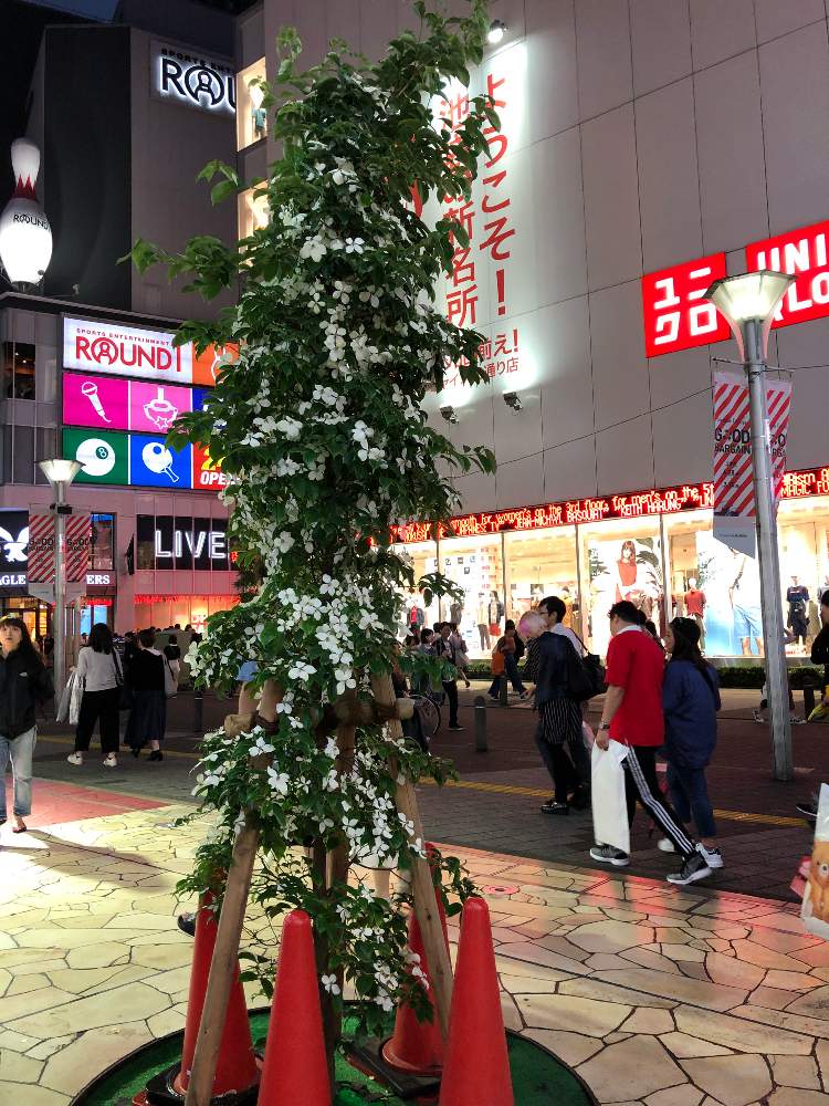 ヤマボウシの投稿画像 By みきばさん 街の風景と街路樹の花と白い花と街角の花 19月7月1日 Greensnap グリーンスナップ