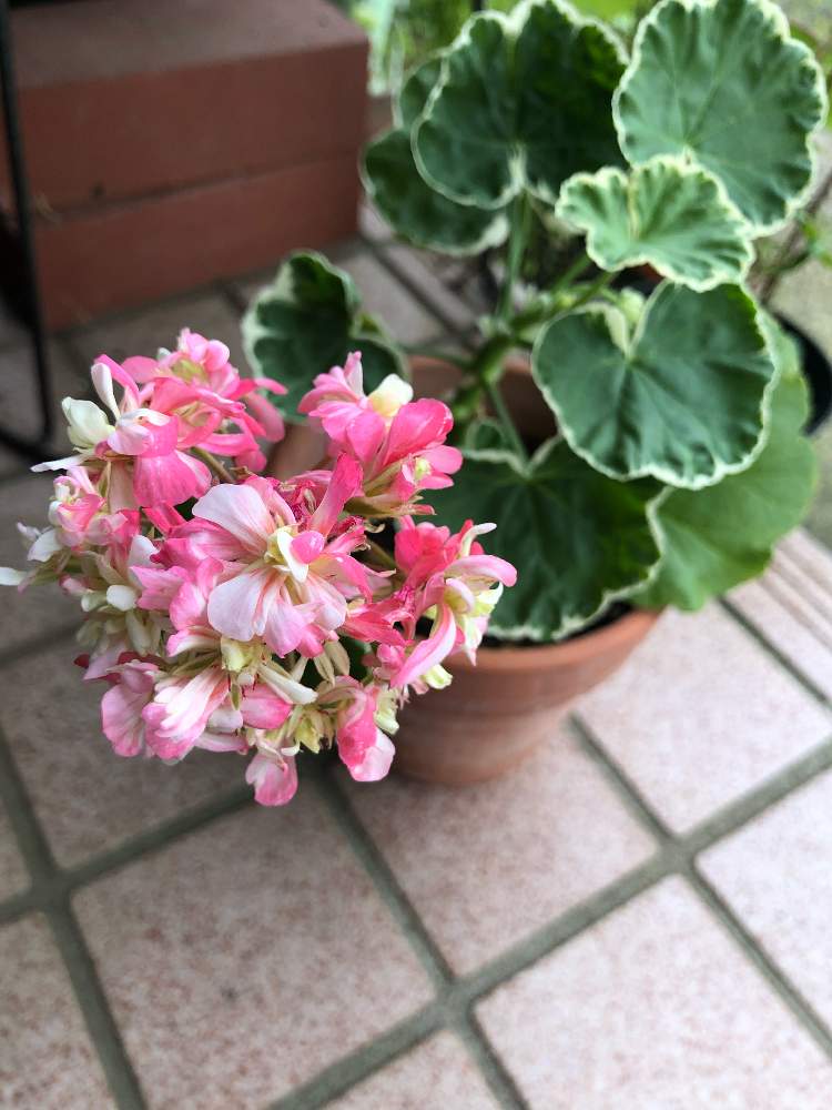 ゼラニウムの投稿画像 By Rei さん 咲いた と今日の一枚と花のある暮らしとナチュラルスタイルと斑入りゼラニウム とエントランスと咲いた と今日の一枚と花のある暮らしとナチュラルスタイルと斑入りゼラニウム 19月7月1日 Greensnap グリーンスナップ