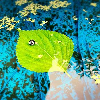 真っ黒クロスケの画像 by barbossa バルボッサさん | 小さな庭とクワクサと真っ黒くろすけとスマホ撮影とカエルくんとお誘いと梅雨と真っ黒クロスケ
