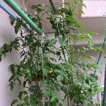 みつトマトの投稿画像一覧 Greensnap グリーンスナップ