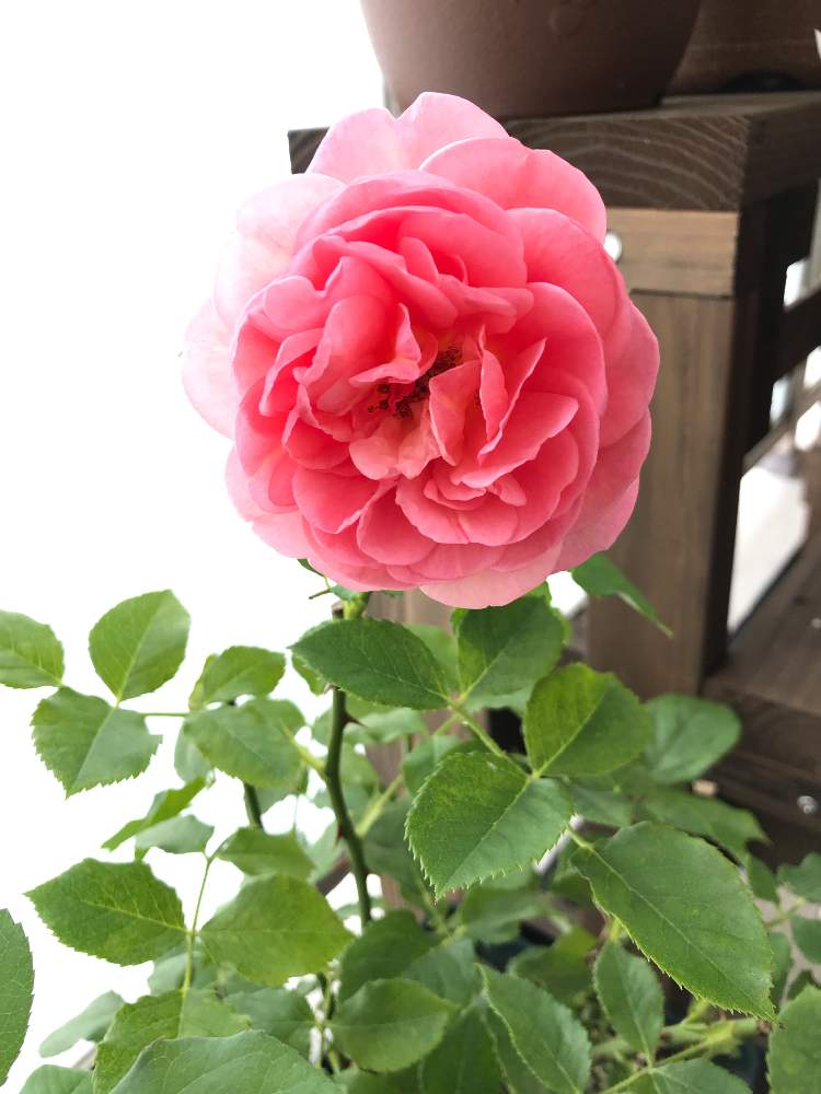 ボスコベルの投稿画像 By Mayuka さん ばら バラ 薔薇とホッとひと息と薔薇愛同盟とデビッドオースチンと薔薇に魅せられてと私の癒しと植物だいすきと癒されるとイングリッシュ ローズとgreensnapmarcheとlove Greenと二番花と花のある暮らしとバラ ミニバラと
