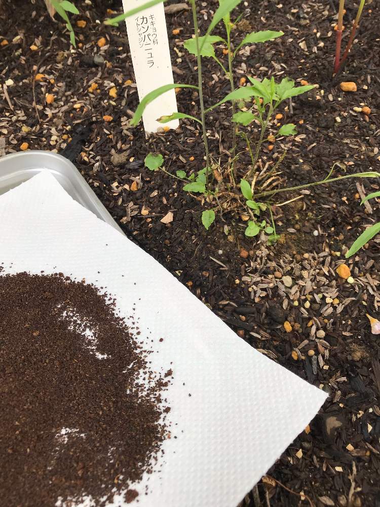 糸シャジンの投稿画像 By ササっとさんさん 秘密兵器コーヒーかすとダンゴムシキラーと幼稚園児では手が足らぬとどうだ まいったか とイングリッシュガーデンに憧れてとそんなにいたのかと花のある暮らしとカフェイン攻撃 と無料バイキングはあちらです 19月7月1日