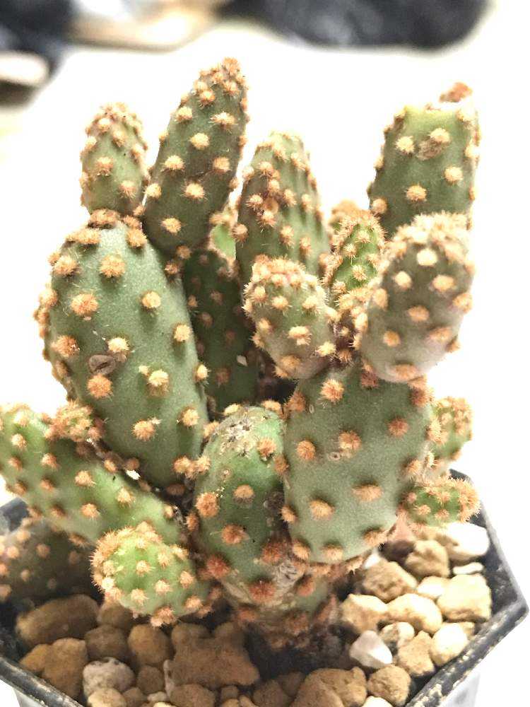 毎年良く花を咲かせるサボテンですけど、調べても名前が不明で