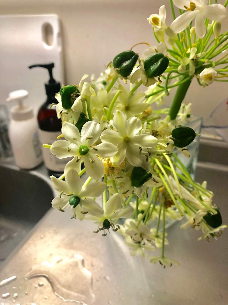 オーニソガラム サンデルシーの投稿画像 By Gaogaoさん 植物のある暮らしと夏の花とブーケと花のある暮らしとgreen Up 19月7月1日 Greensnap グリーンスナップ