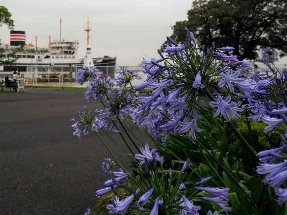 shizukさんの山下公園への投稿