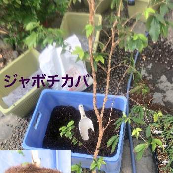 果樹鉢植えの投稿画像一覧 Greensnap グリーンスナップ