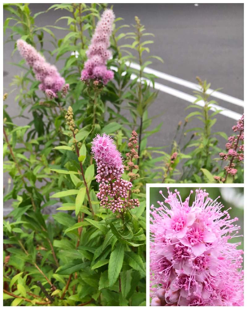 ホザキシモツケの投稿画像 By のえるママさん 穂先下野とあなたはだれ とin札幌と可愛い と花のある暮らしとかわいいな とiphone撮影 19月7月1日 Greensnap グリーンスナップ