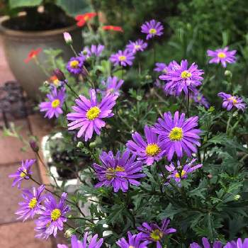 紫色の小花の投稿画像一覧 Greensnap グリーンスナップ