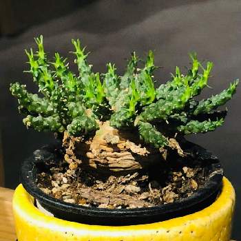 ホームズ新山下の投稿画像一覧 Greensnap グリーンスナップ