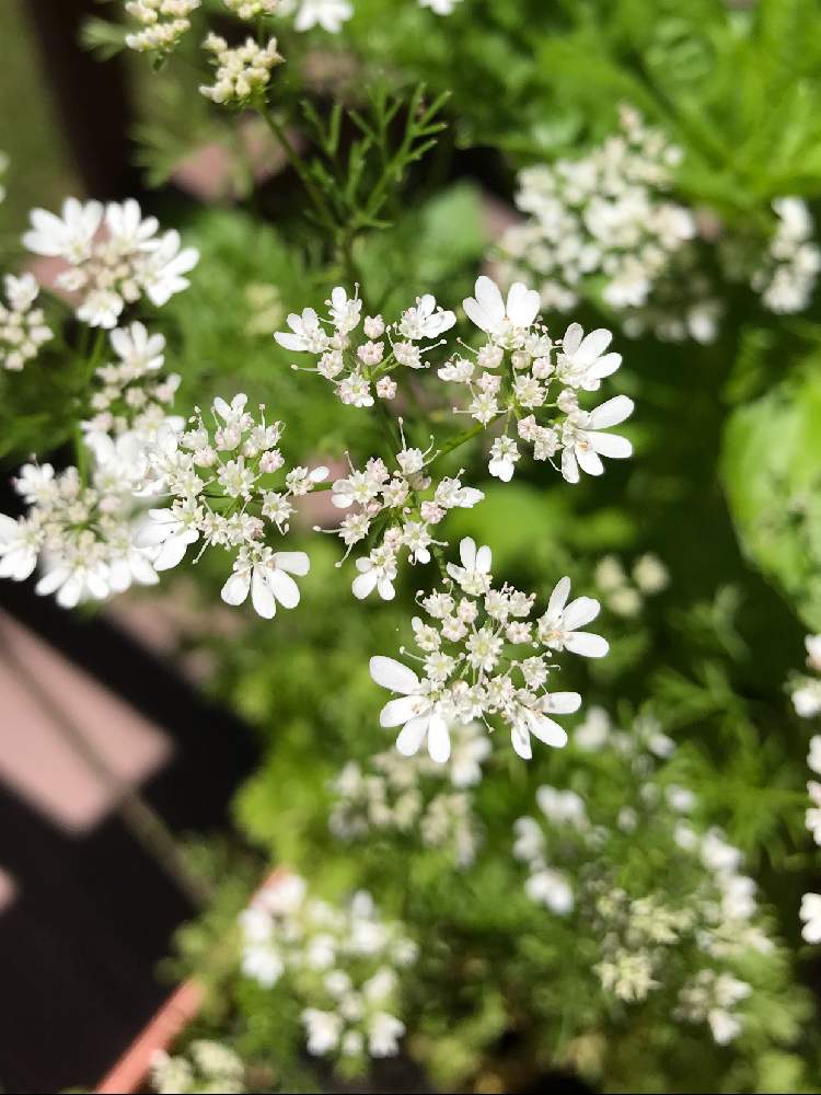 これまでで最高のパクチー 花 すべての美しい花の画像