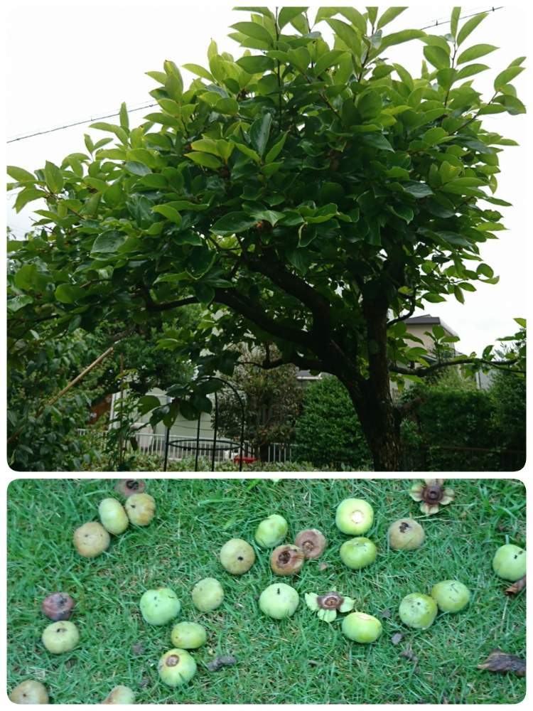 柿の木の投稿画像 By だるまさん 果樹と癒されるとしあわせとガーデニングと花のある暮らし 19月7月2日 Greensnap グリーンスナップ