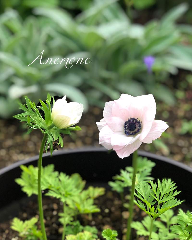 アネモネ ミストラルピンクの投稿画像 By Shoppieさん 春のお花と東北と球根と青森とガーデニングと花のある暮らしと寒冷地 19月7月2日 Greensnap グリーンスナップ