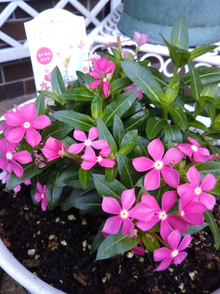 フェアリースターの投稿画像 By ひよこさん 玄関とフェアリースターニチニチソウとありがとう とサントリー フラワーズと植物だいすきと元気もらえるとうれしい と花のある暮らしと夏でも元気な花フォトコンとかわいいな とげんき とフェアリースターニチニチソウと