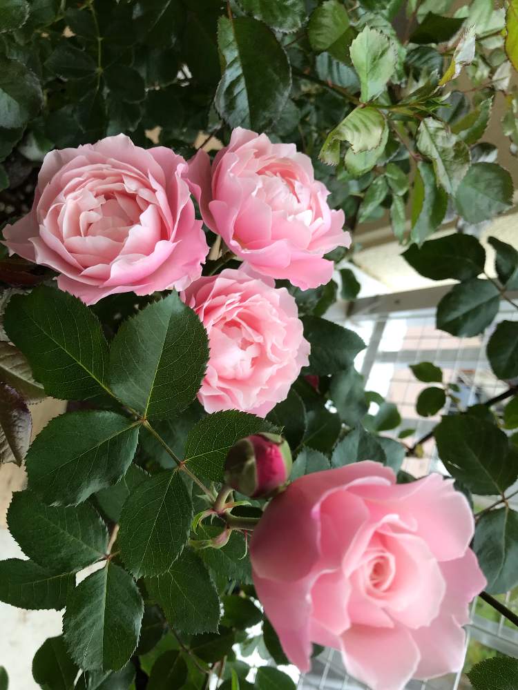 バラ ダフネの投稿画像 By 百合さん 薔薇 と花のある暮らしとベランダでバラを 19月7月2日 Greensnap グリーンスナップ