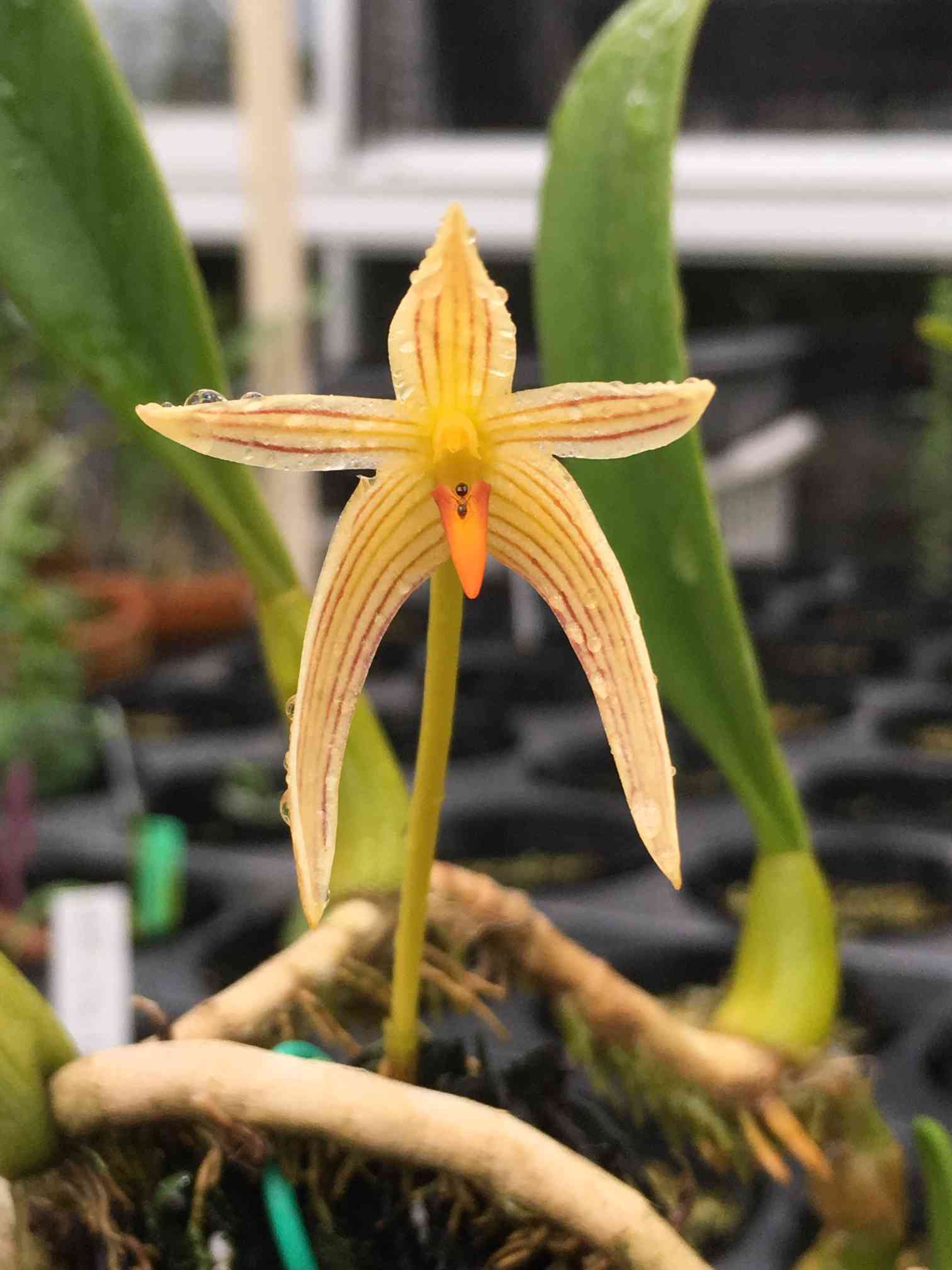 クスクスランの一覧｜🍀GreenSnap（グリーンスナップ）